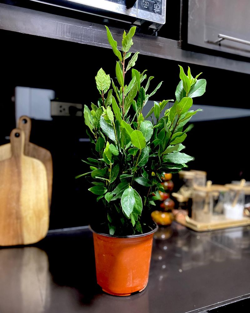 Bay Laurel
