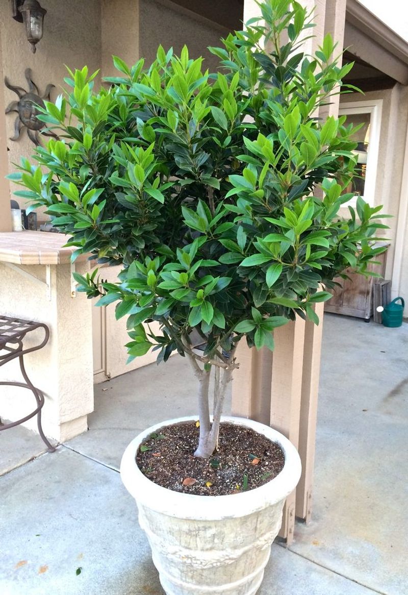 Bay Laurel