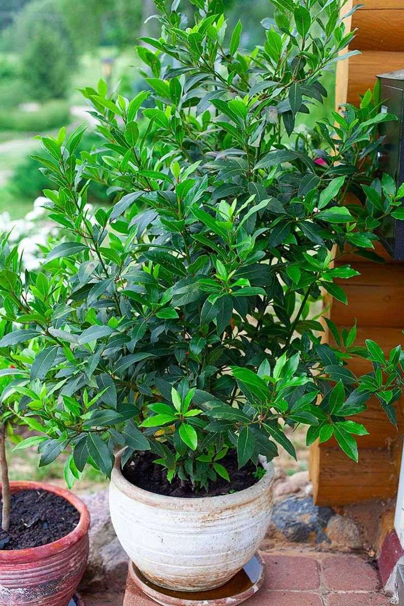 Bay Laurel