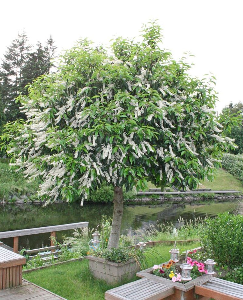 Bay Laurel