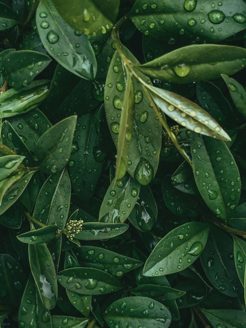 Bay Laurel