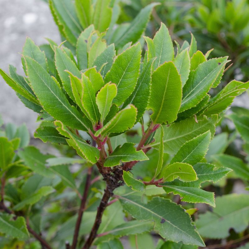 Bay Laurel