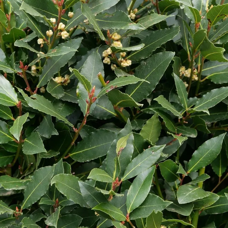 Bay Laurel