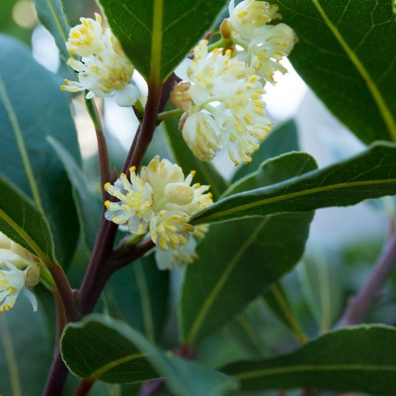 Bay Laurel