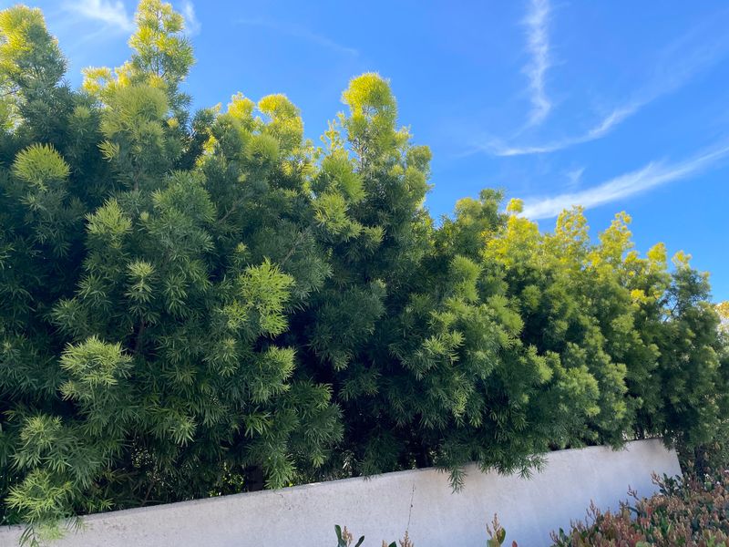 Podocarpus