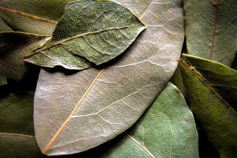 Bay Leaves