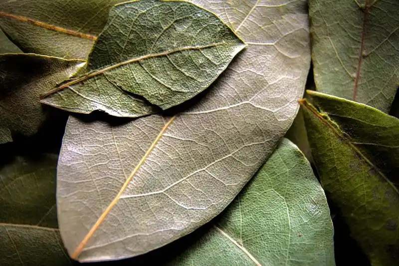 Bay Leaves