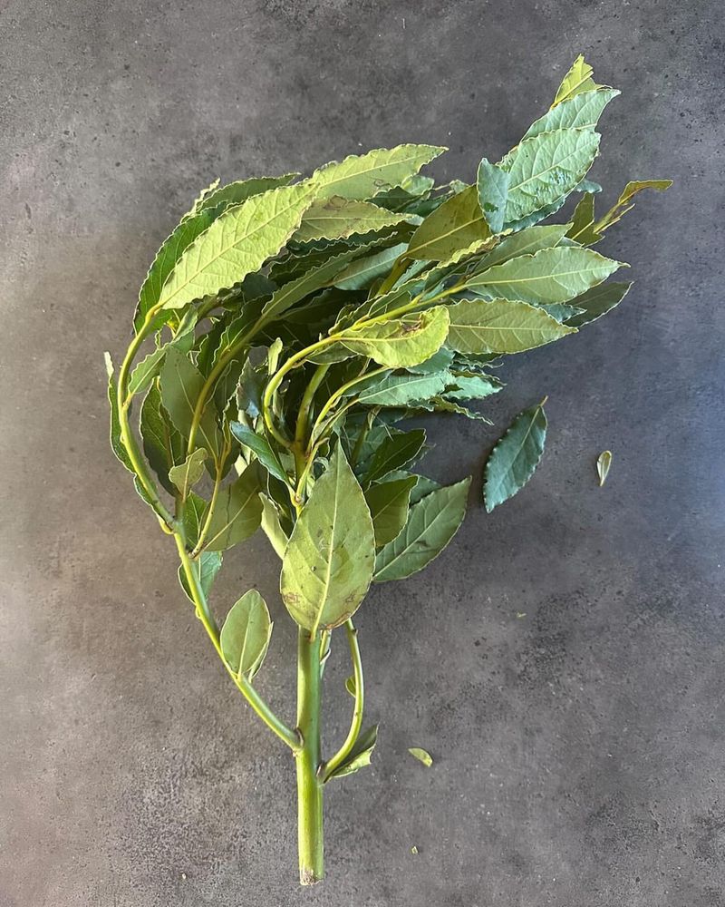 Bay Leaves
