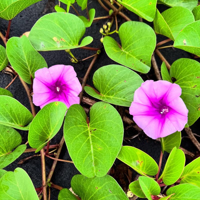 Beach Morning Glory