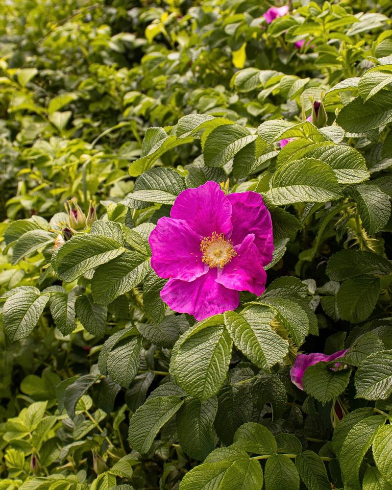 Beach Rose
