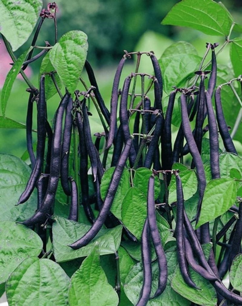 Beans