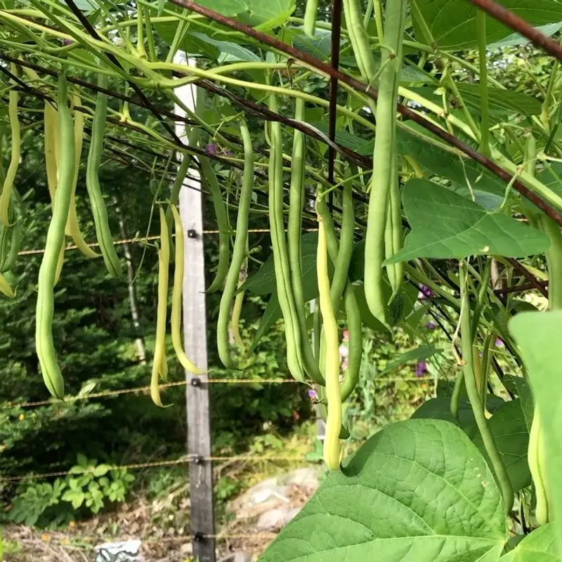 Beans