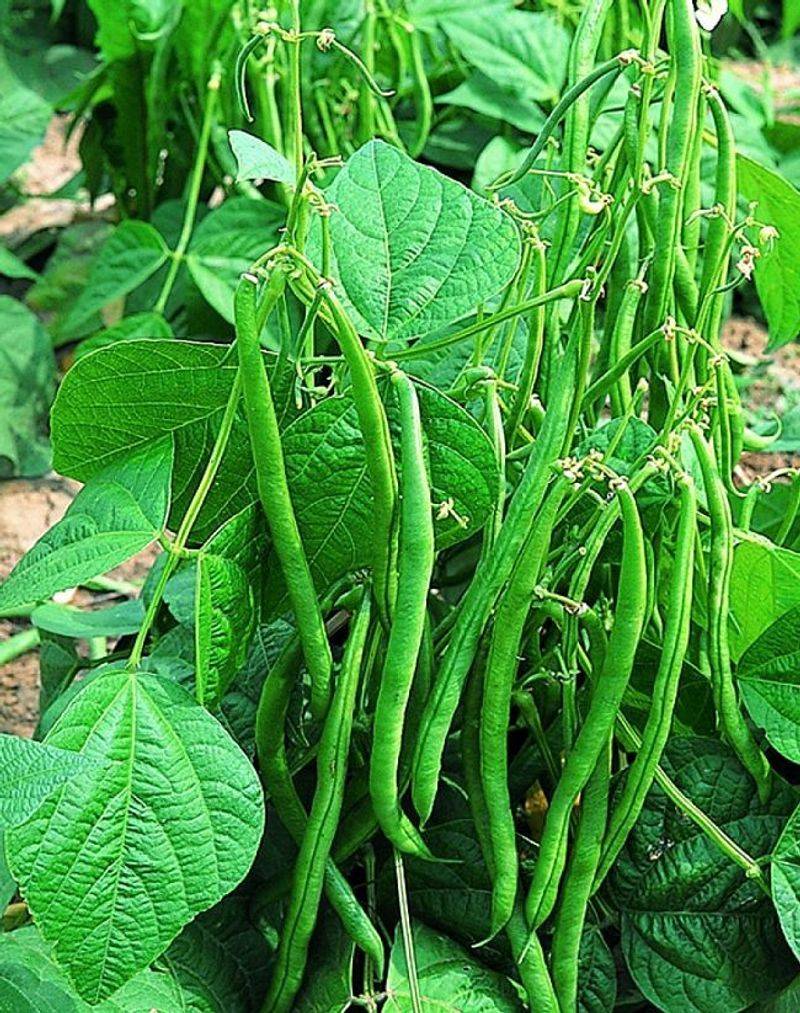 Beans