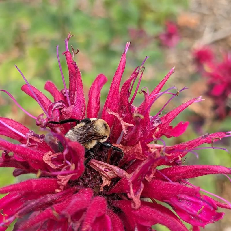 Bee Balm