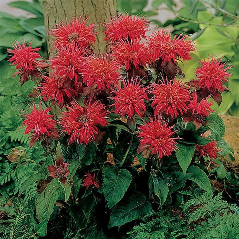 Bee Balm