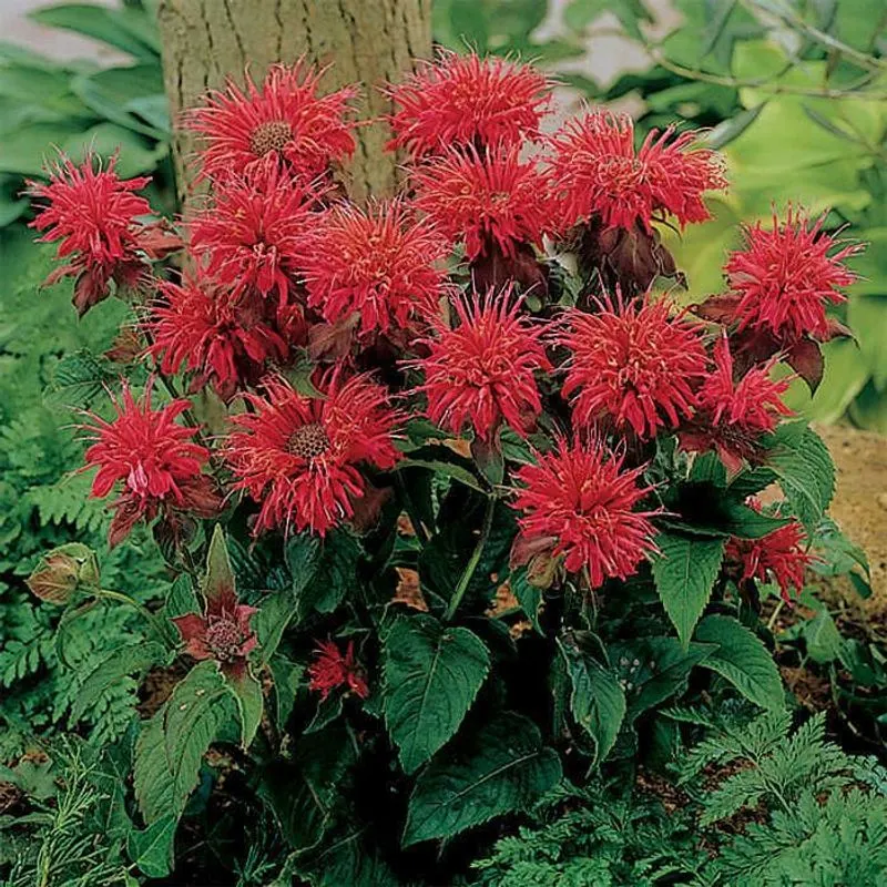 Bee Balm