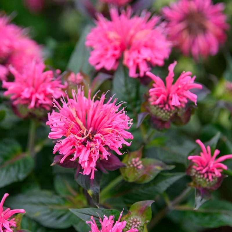 Bee Balm