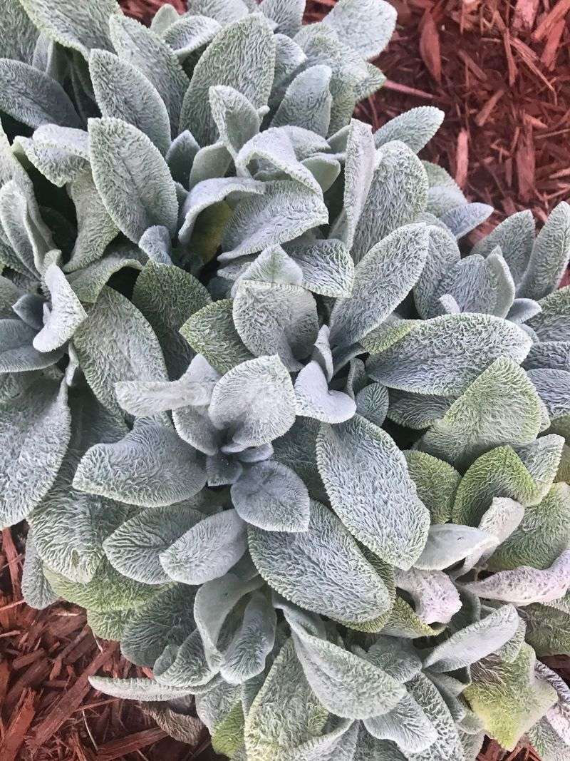 Lamb’s Ear (Stachys byzantina)
