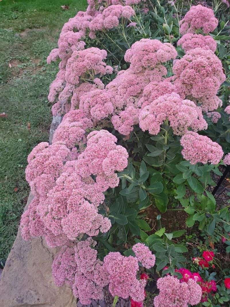 Autumn Joy Sedum