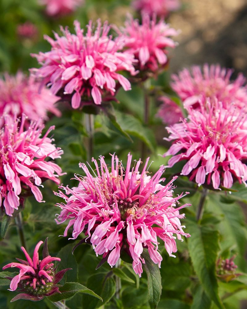 Bee Balm (Monarda)