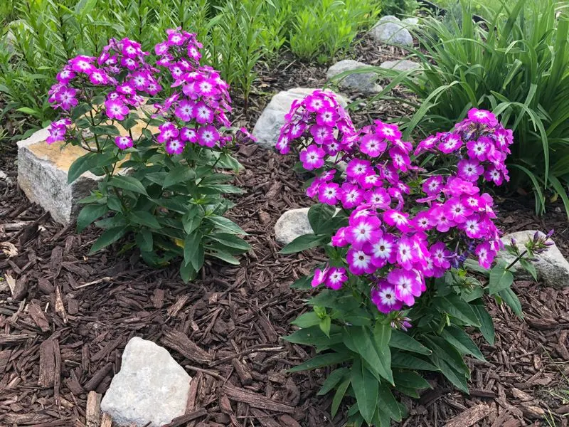 Garden Phlox (Phlox paniculata)