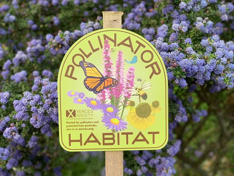 Bee-Friendly Practices