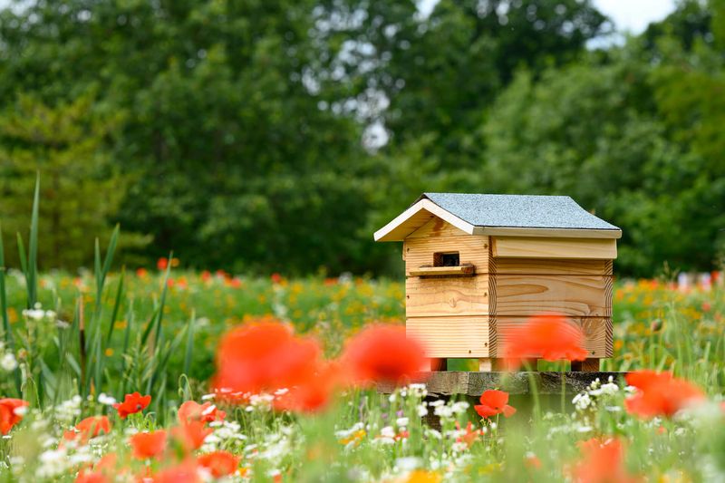Beehives