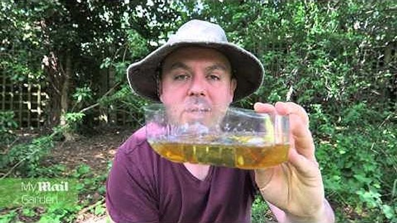 Beer Traps for Slugs