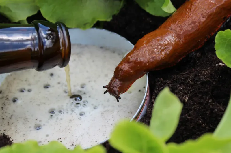 Beer for Slug Deterrence