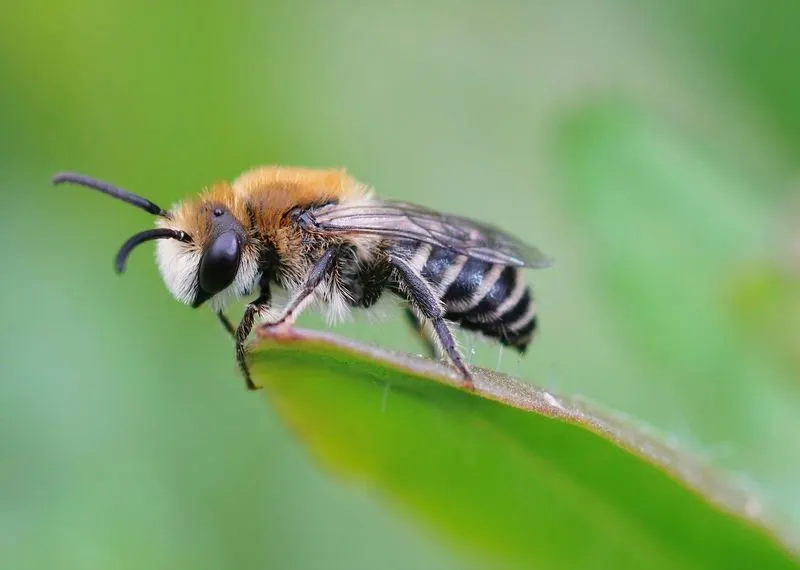 Bees