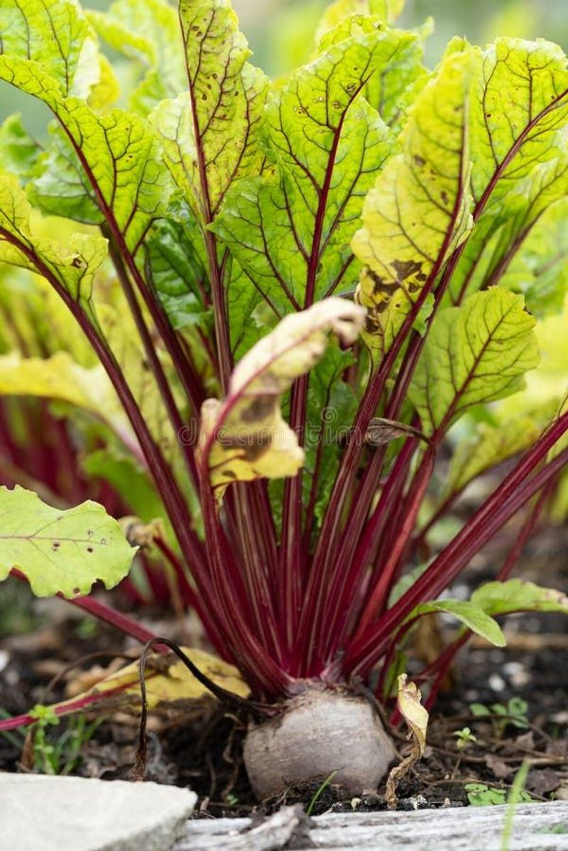Beet Greens