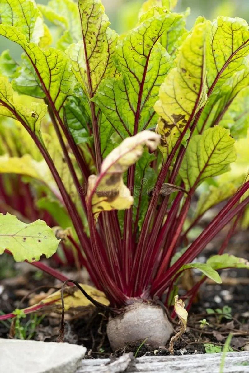 Beet Greens
