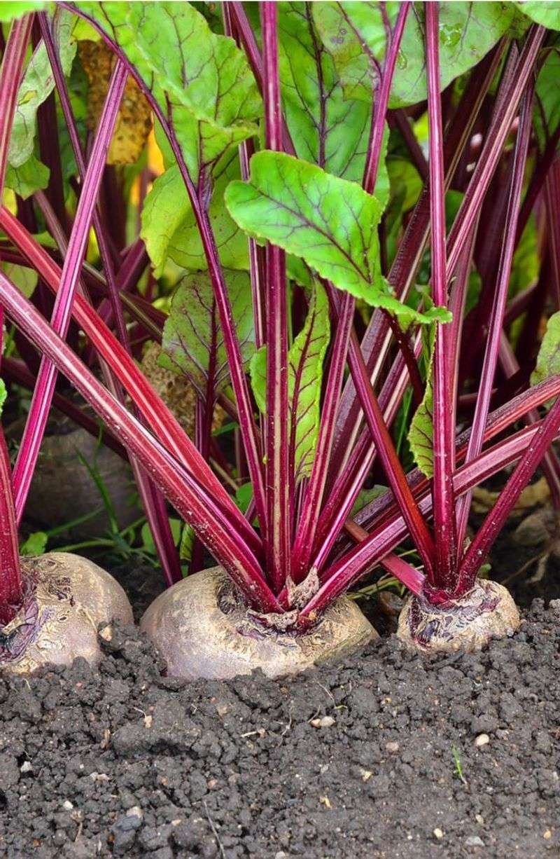 Beet Greens