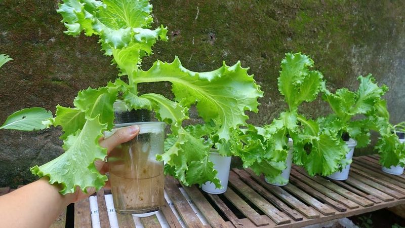 Lettuce