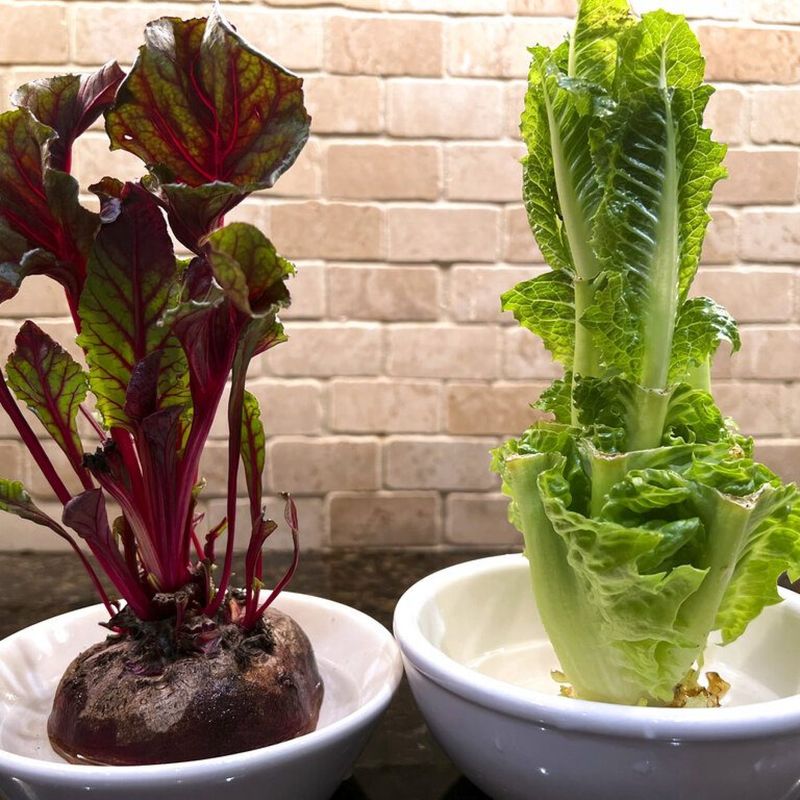 Beet Tops
