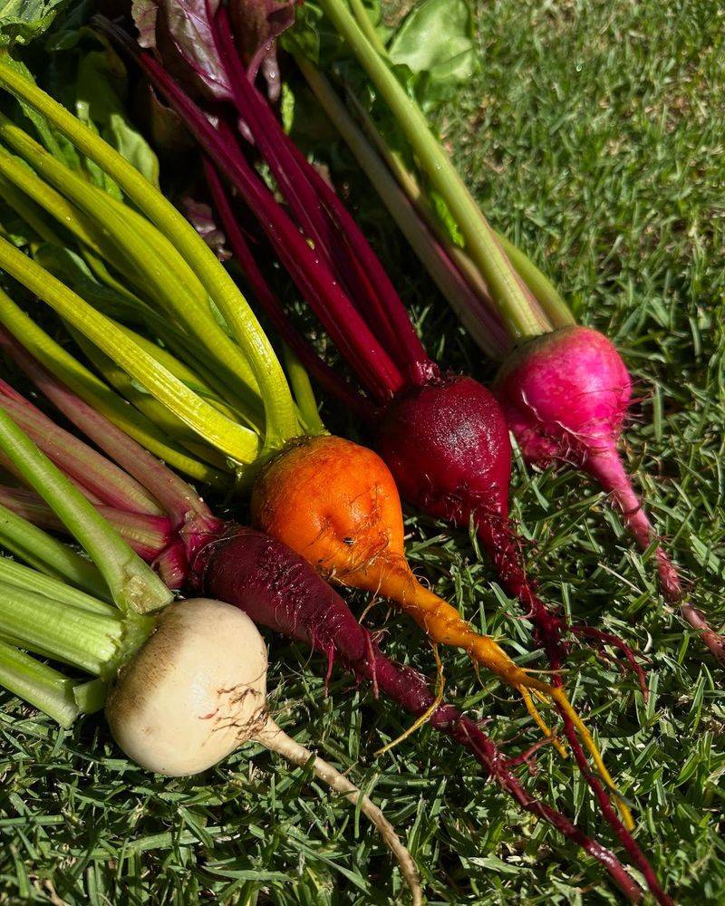 Beetroot
