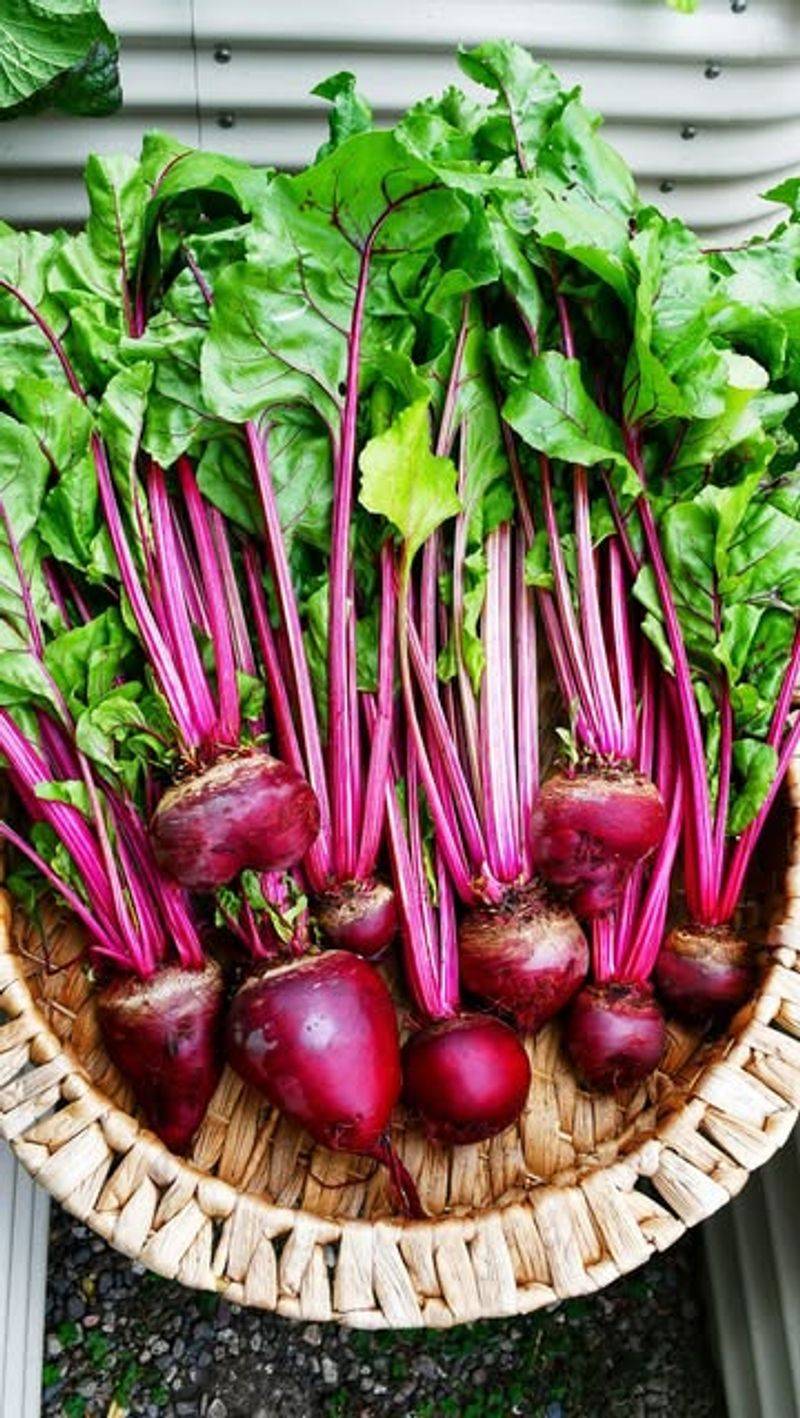 Beetroot