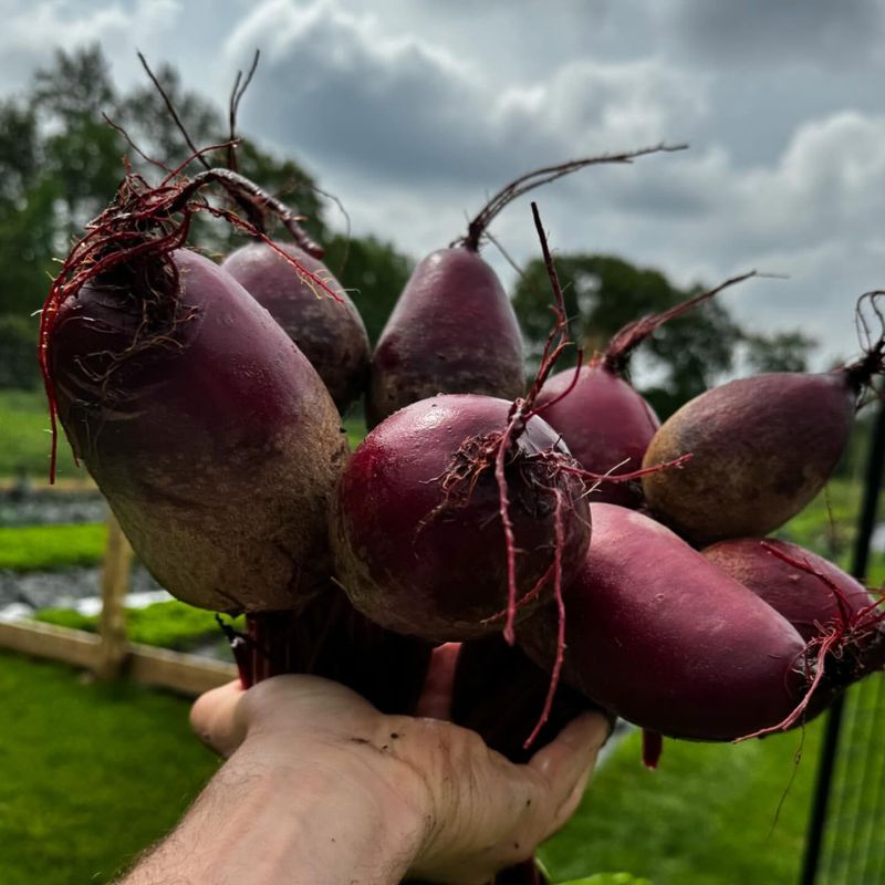 Beets