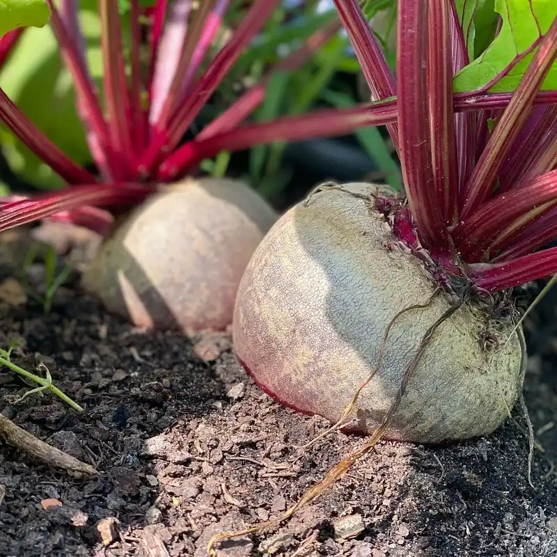 Beets