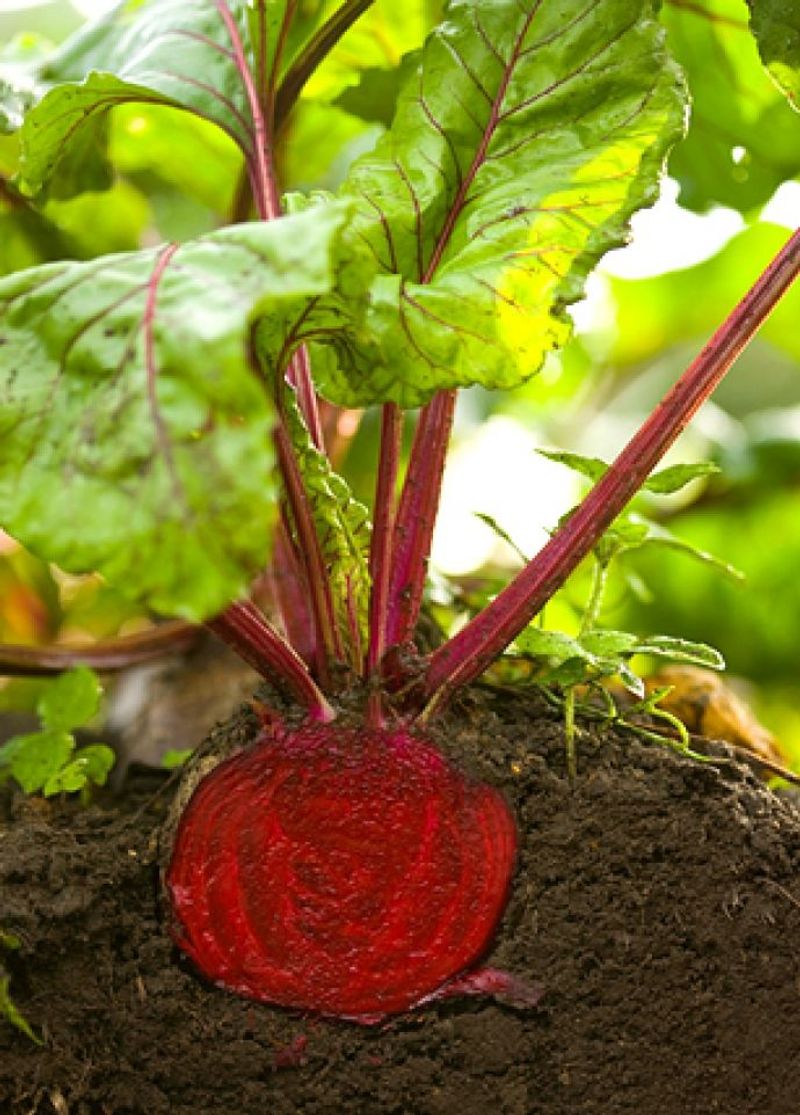 Beets