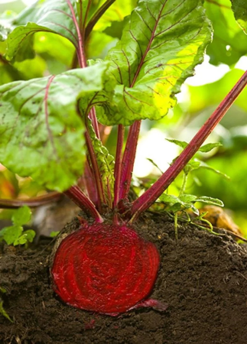 Beets