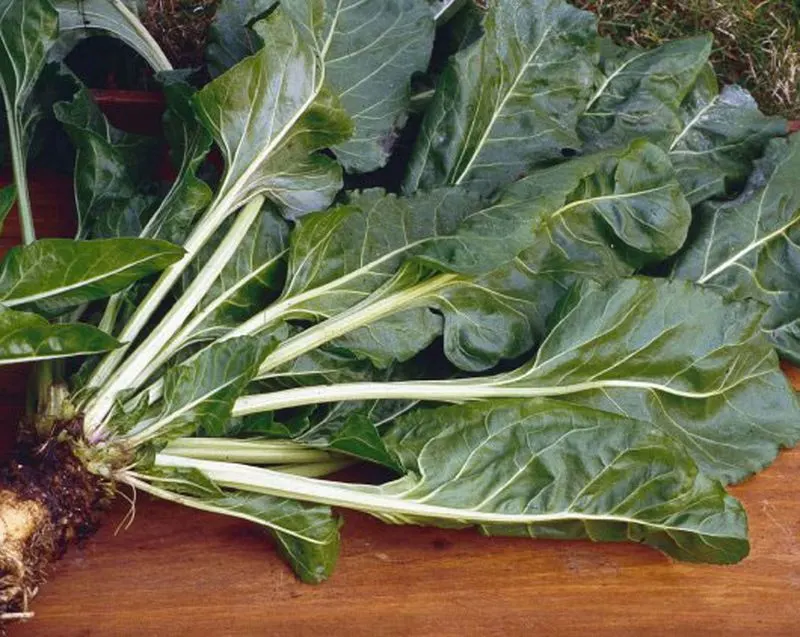 Beets