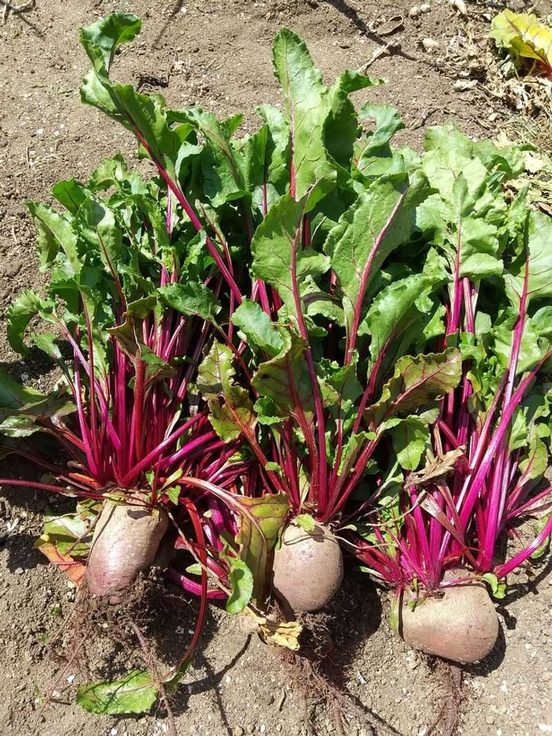 Beets