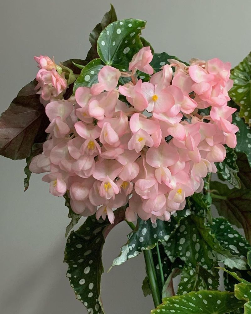 Begonia