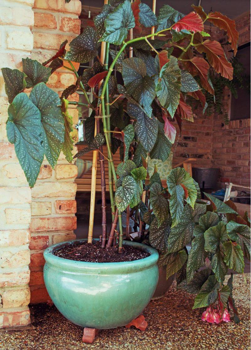 Begonia