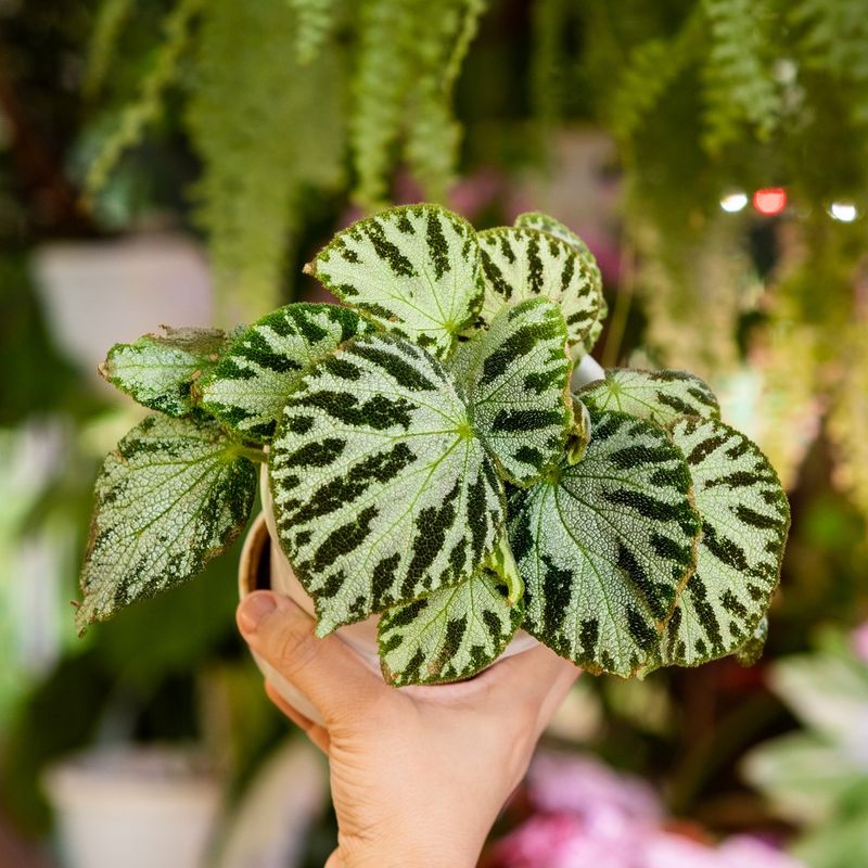 Begonia