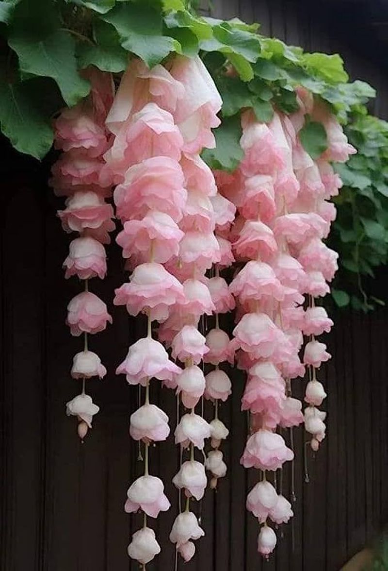 Begonia