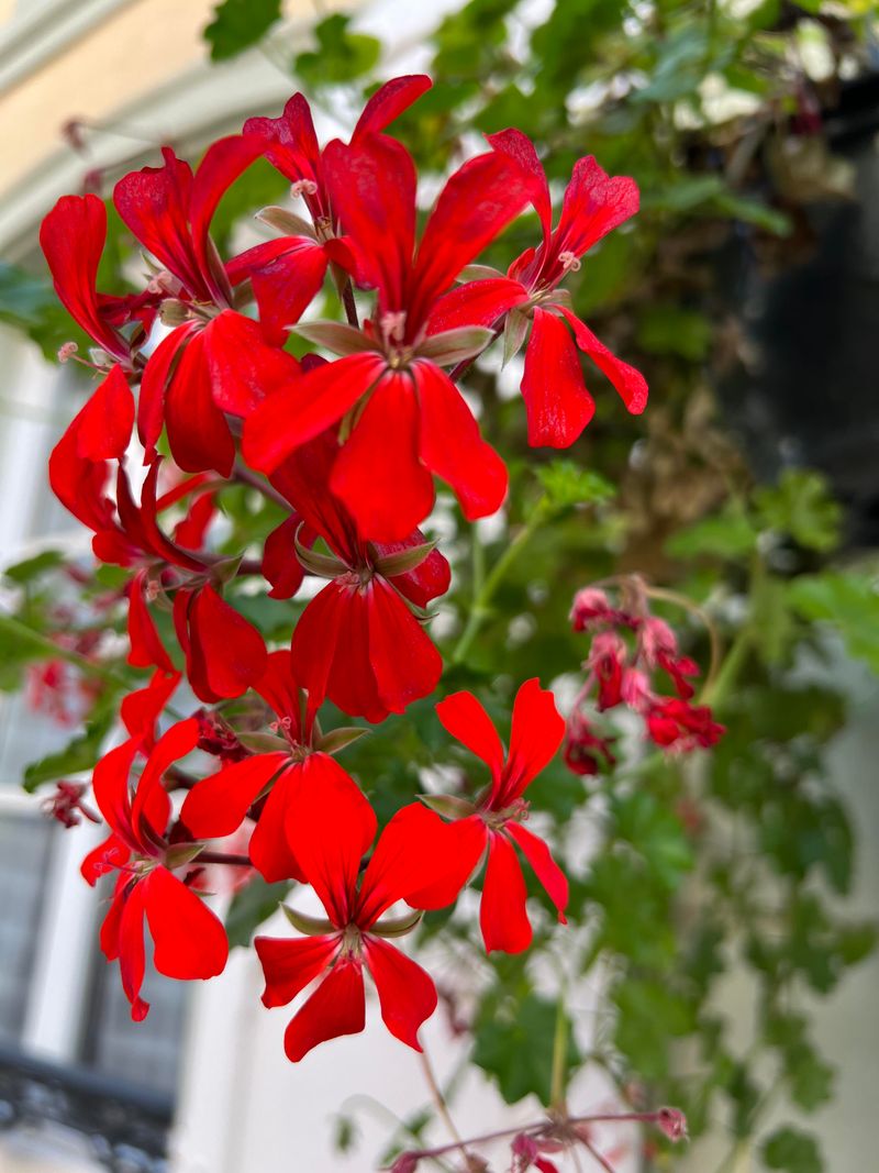 Geranium (Pelargonium)