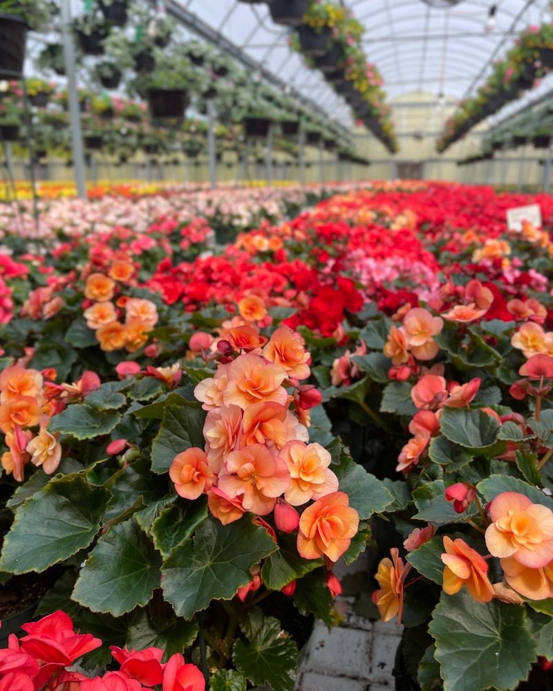 Begonias
