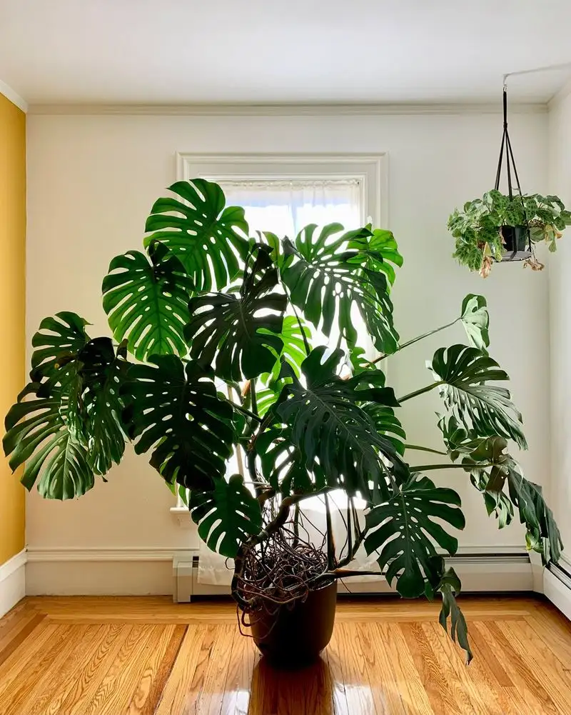Behind-the-Scenes Plant Care Routines